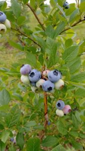 ripe blueberries on a bush