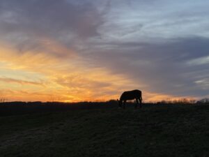 picture of a donkey grazing at sunset