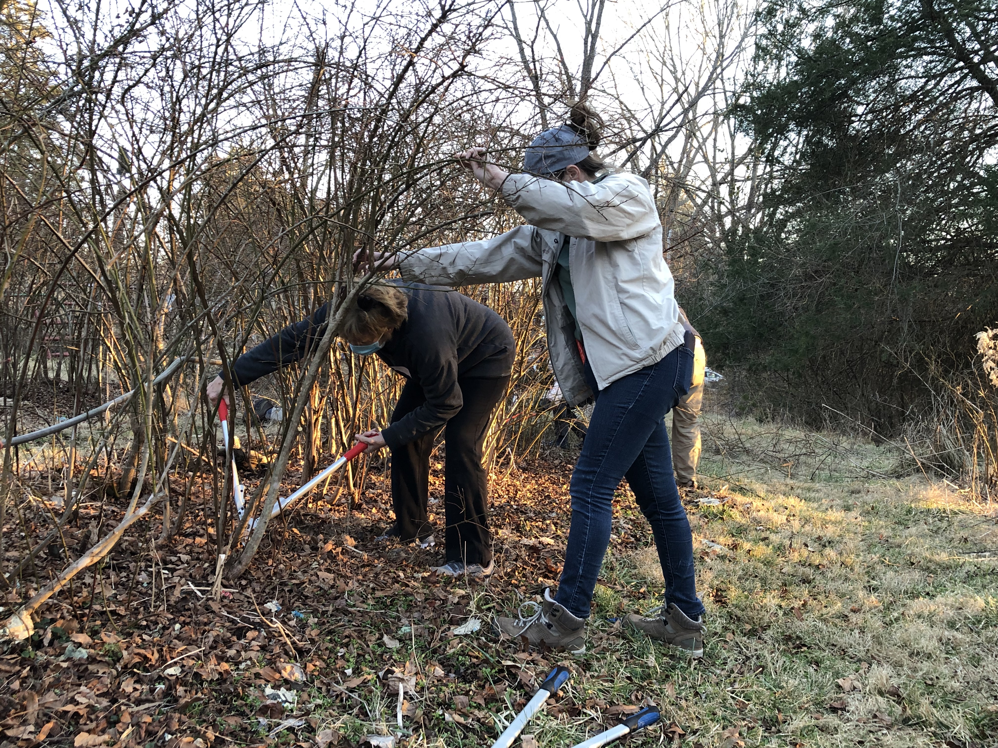Two people pruning a blueberry bush.
