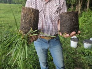 Photo of overgrazed grass roots and properly grazed roots