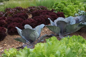 Cabbage and lettuce growing in a garden