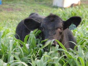 calf eating spring oats