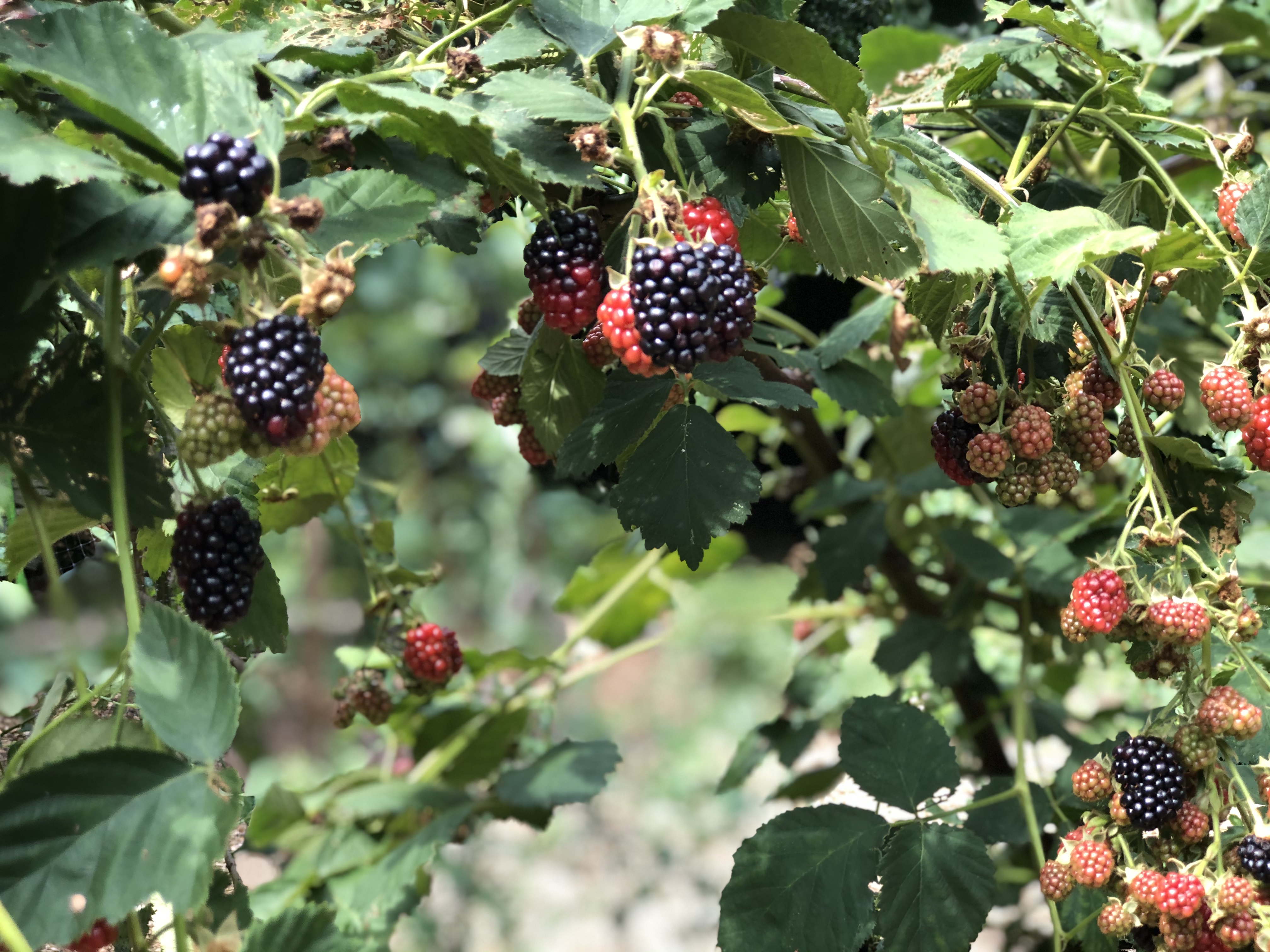 Blackberries on the bush.