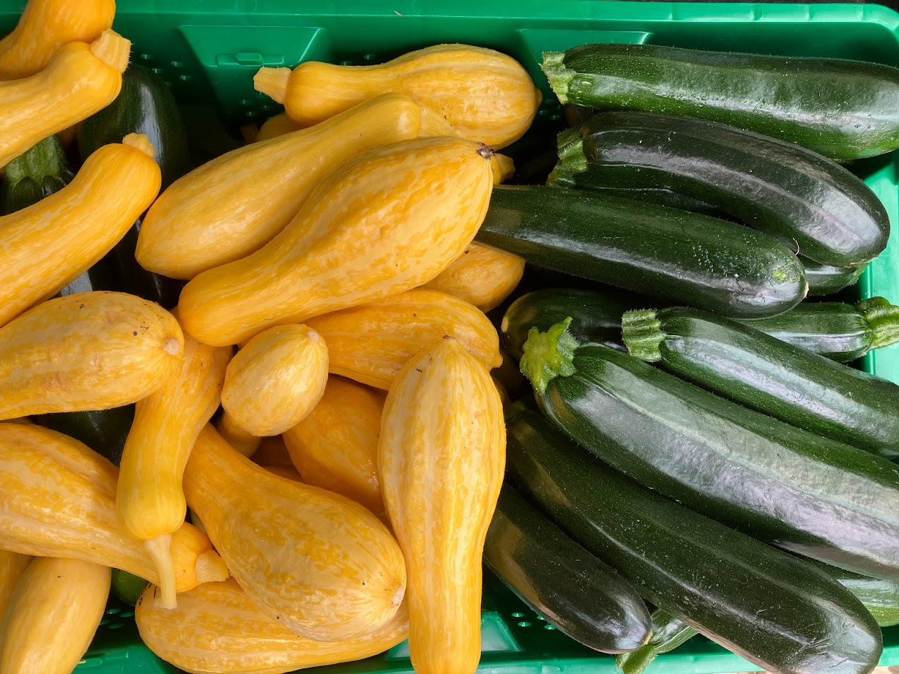 yellow squash and zucchini in a harvest bin