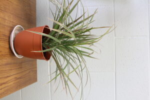 Houseplant on a desk