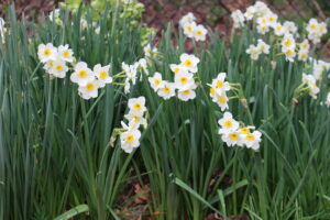 White daffodils