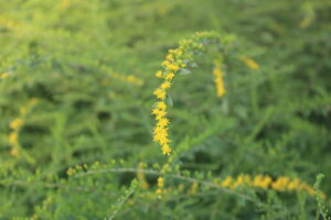 Goldenrod