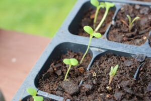 Seedlings growing in a pot with soil