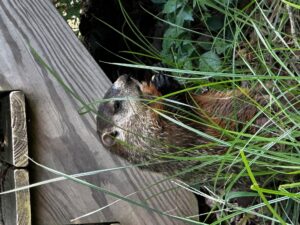 Photo of a groundhog eating