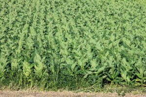 Photo of a Tobacco Field