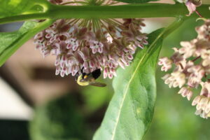 Bee on pink flowers