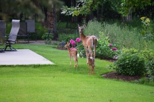 Adult white-tailed deer with fawns in a backyard