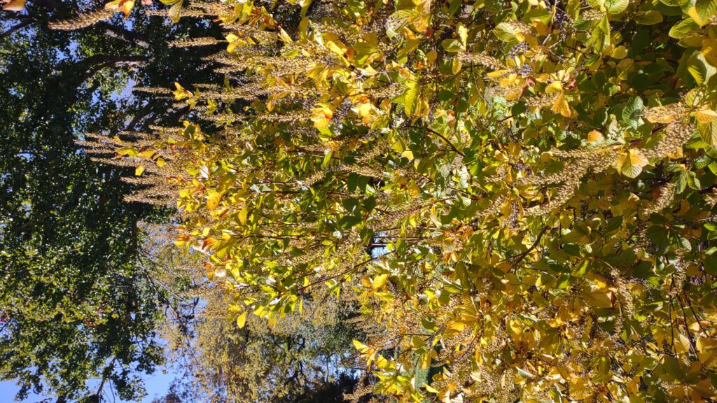 Clethra alnifolia plant with yellow foliage
