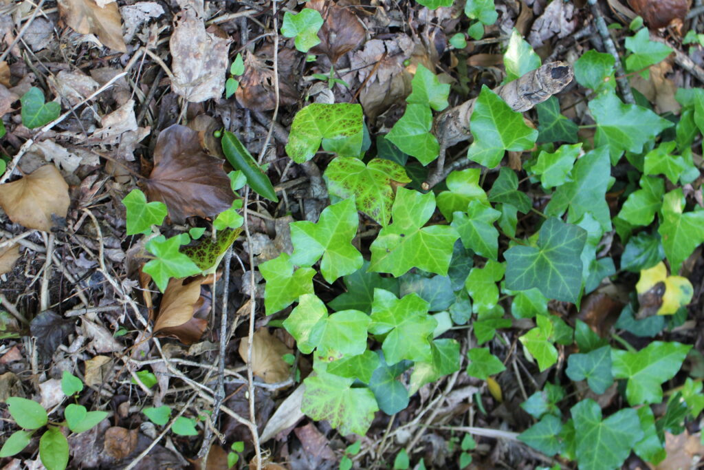 English ivy vines growing on the ground