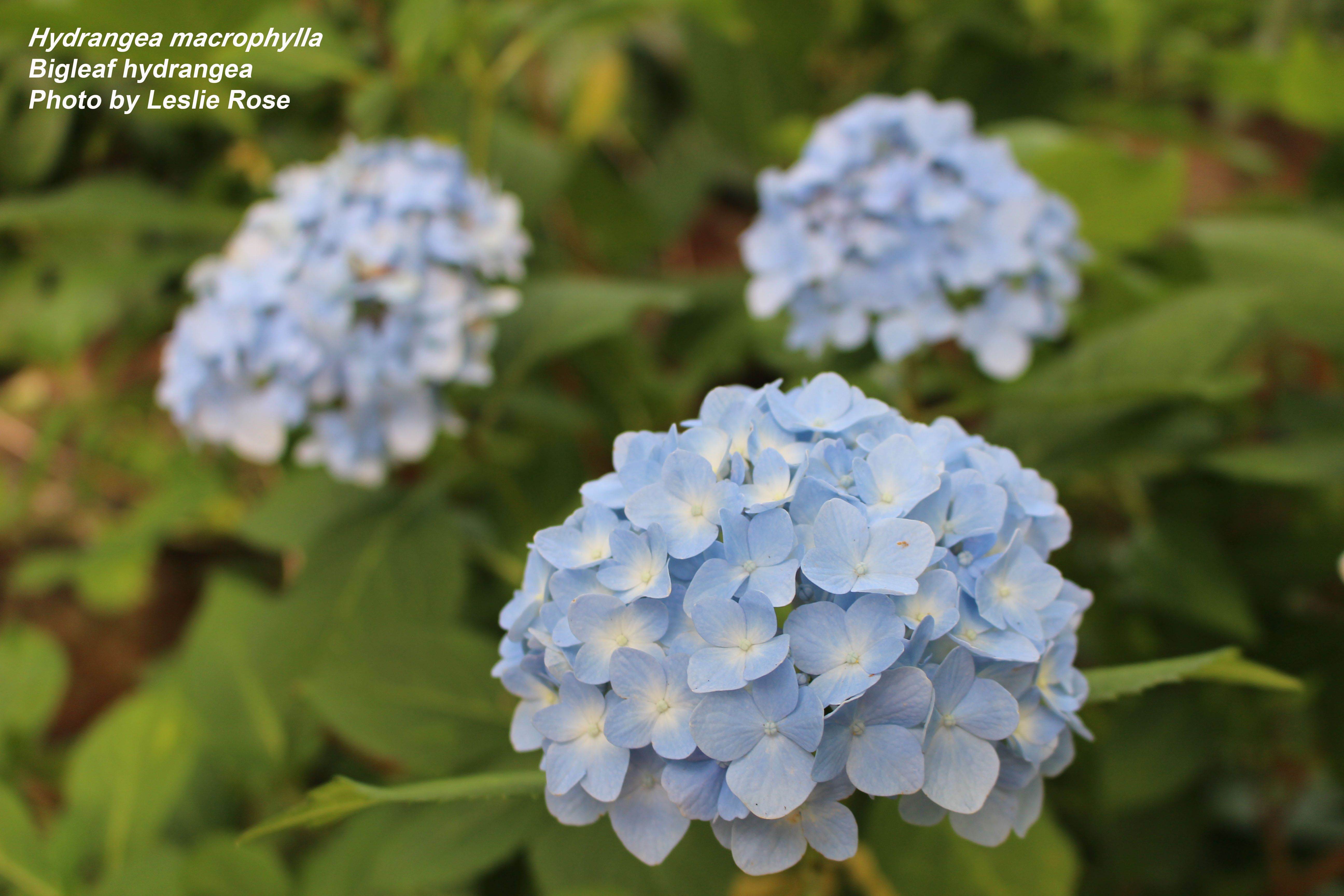 Bigleaf hydrangea blooms