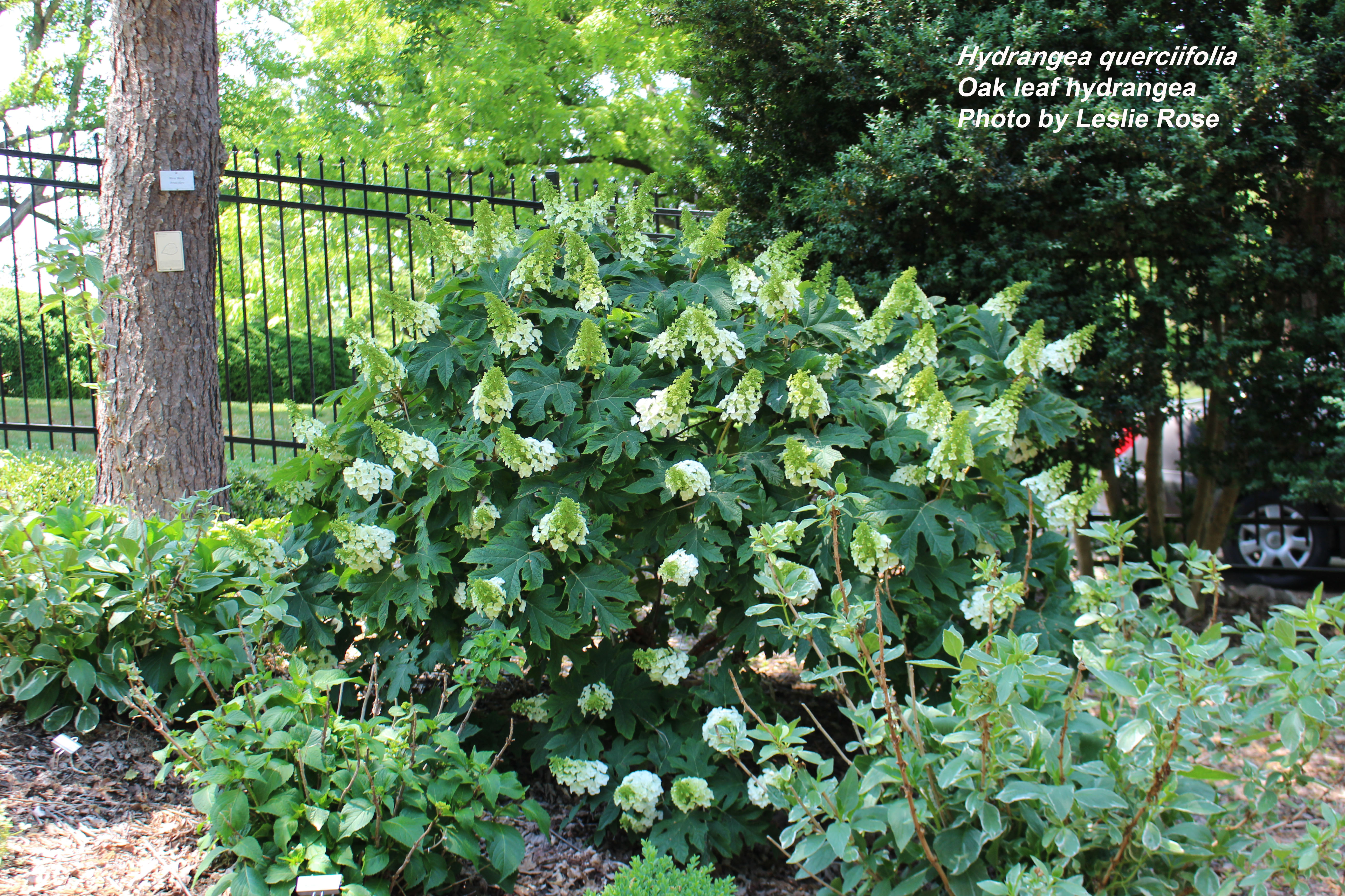 Oakleaf hydrangea plant
