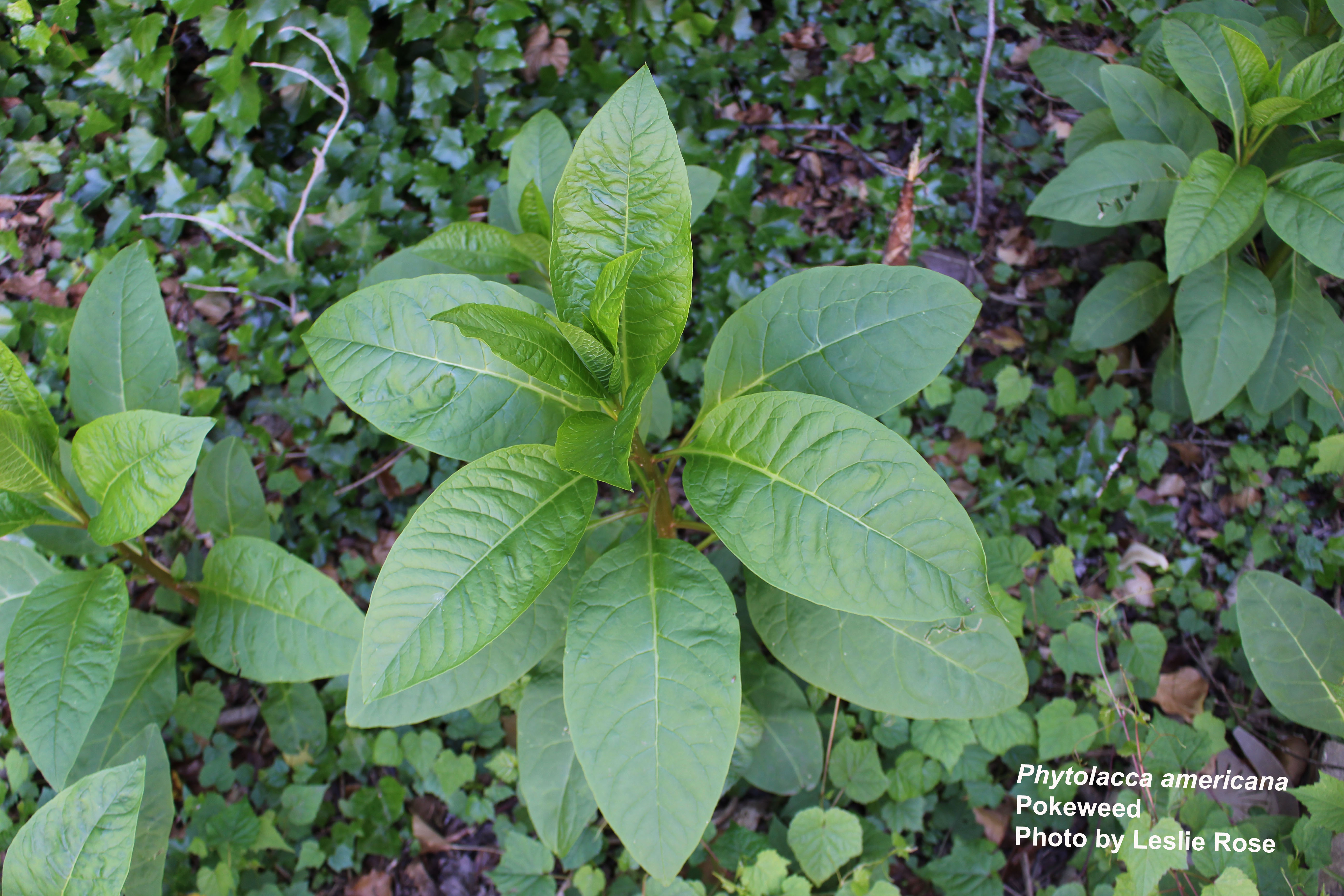 Large pokeweed plant growing in a weedy area.