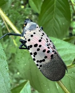 Adult spotted lanternfly