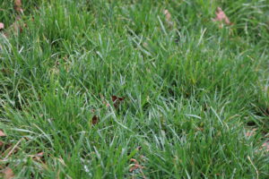 Cover photo for Fall Is the Time for Tall Fescue Lawn Maintenance