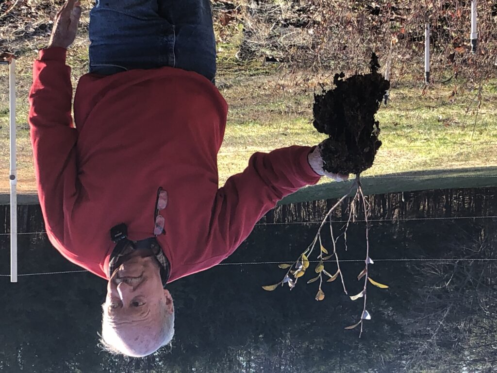 Lee of Sprinkles Blueberry Farm holds up a young blueberry transplant
